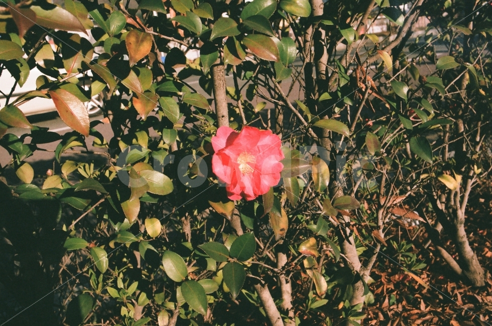 필름카메라,필름,filmcamera,film,35mm,꽃,동백꽃,식물,자연,plants,nature,꽃,flower,감성,sensible,feeling