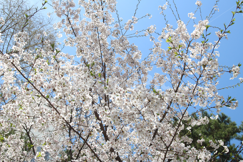 벚꽃,사쿠라,cherryblossom,봄,꽃,봄꽃,자연,봄,계절,spring,season,식물,자연,plants,nature,꽃,flower,plant,blossom