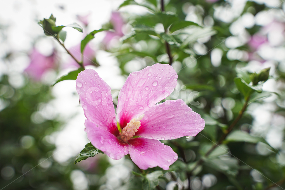 무궁화,꽃,식물,대한민국,빗방울,한국,우리나라,우리나라꽃,roseofsharon,flower,korea,southkorea,plant,無窮花,물방울,젖은,비