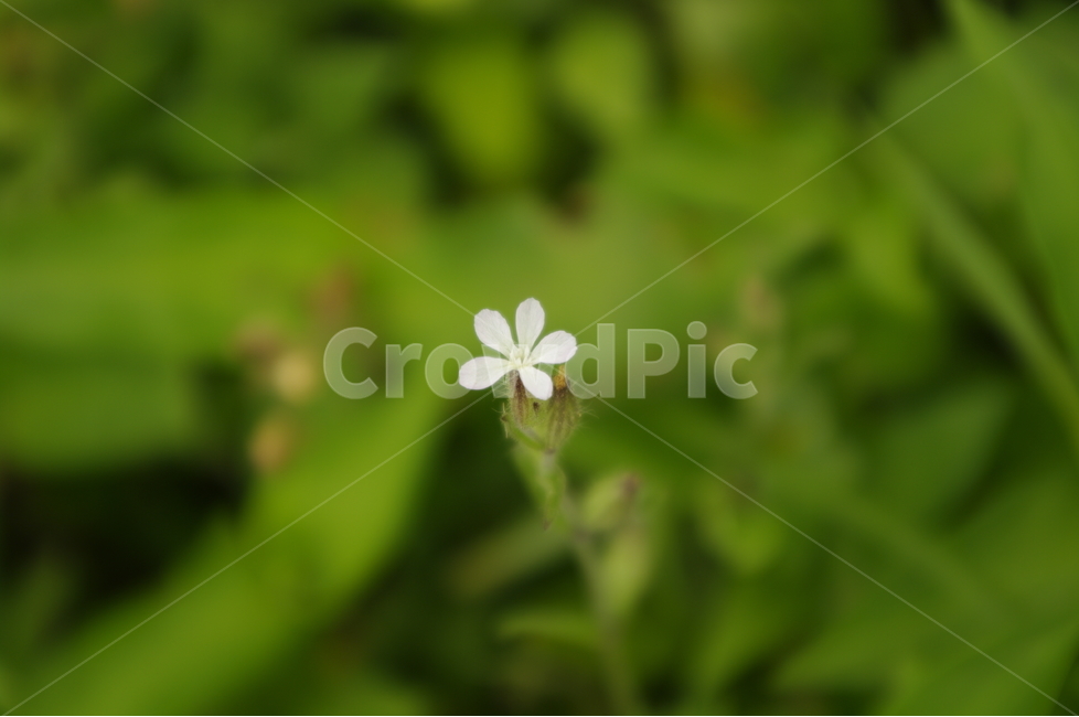 꽃,식물,flower,color,nature,자연,식물,자연,plants,nature,꽃,flower