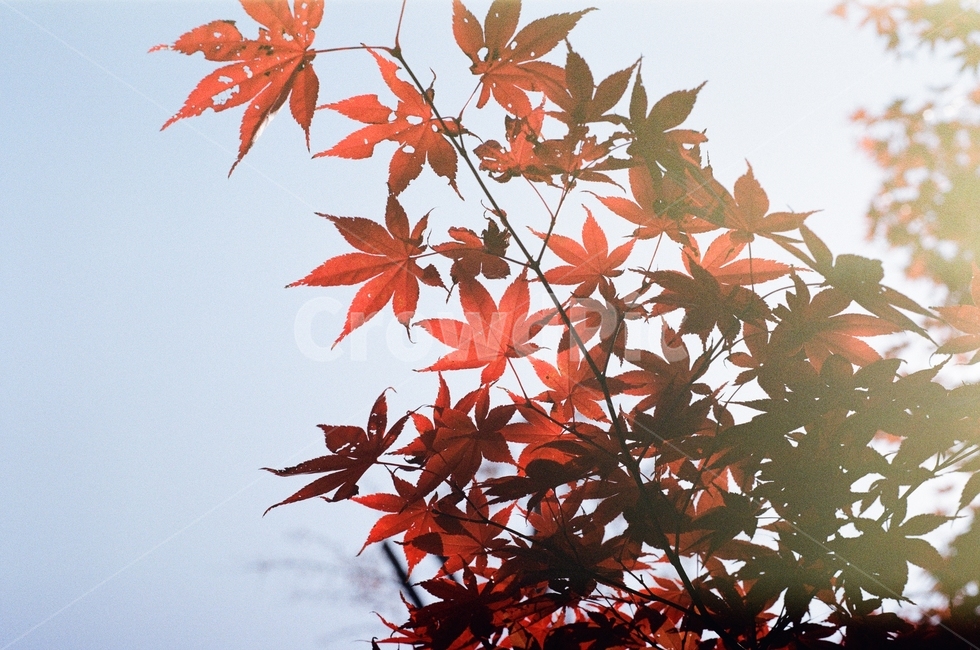 하늘,가지,잎,leaf,maple,단풍,가을,계절,fall,autumn,season