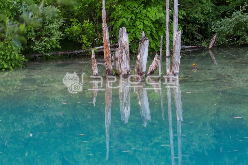 blue pond,pond,in the woods,forest,dead wood,reflection,nature,Hokkaido,hokkaido,Aoiike,blue,outdoors,mysterious,garden,lake,park