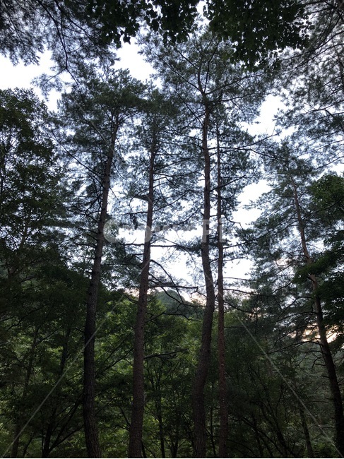 여름,휴가,산,나무,식물,하늘,자연,초록,summer,natsu,vacation,kyuuka,mountain,yama,tree,ki,plants,shokubutsu,sky,sora,nature,green,midori,자연,풍경,nature,landscape,plant,fir,전나무