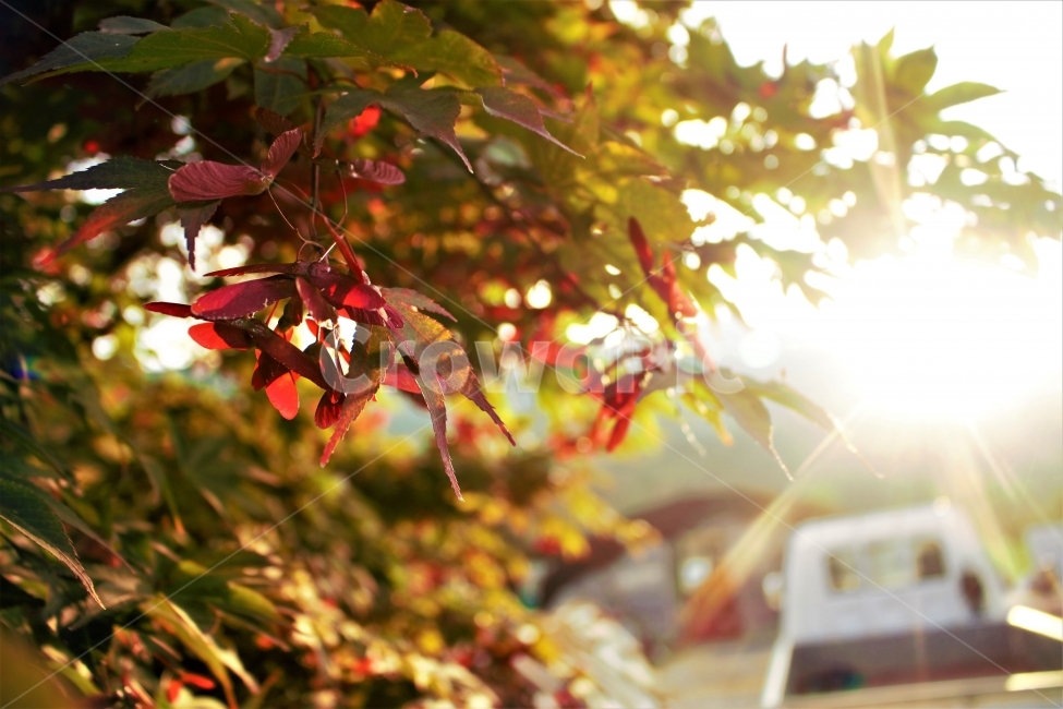 가을,단풍,빛,노을,월동준비,가을,계절,fall,autumn,season,식물,자연,plants,nature,휴식,힐링,rest,relaxation,healing,leaf,잎,plant,tree,나무,maple