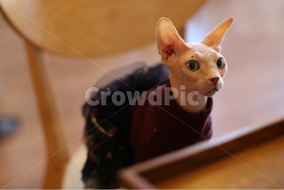 고양이,애완동물,캣카페,동물,귀여운동물,동물,animal,포유류,mammal,고양이,cat,kitten,kitty