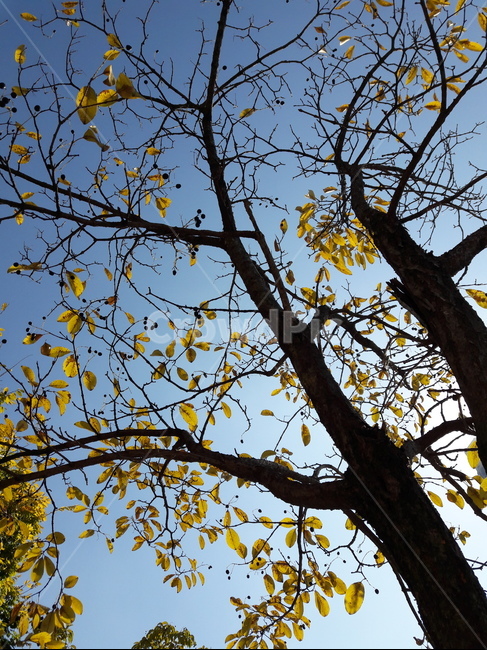 나무,tree,treetrunk,fall,fruit,가을,열매,식물,plant,가을,계절,fall,autumn,season,tree trunk,나무 줄기