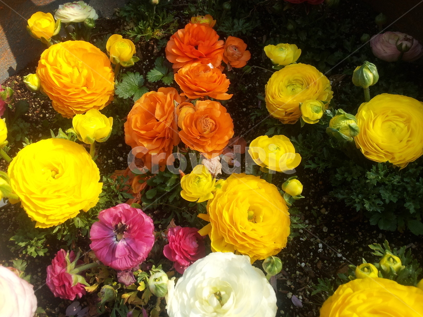 라넌큘러스,식물,꽃,flower,일년초