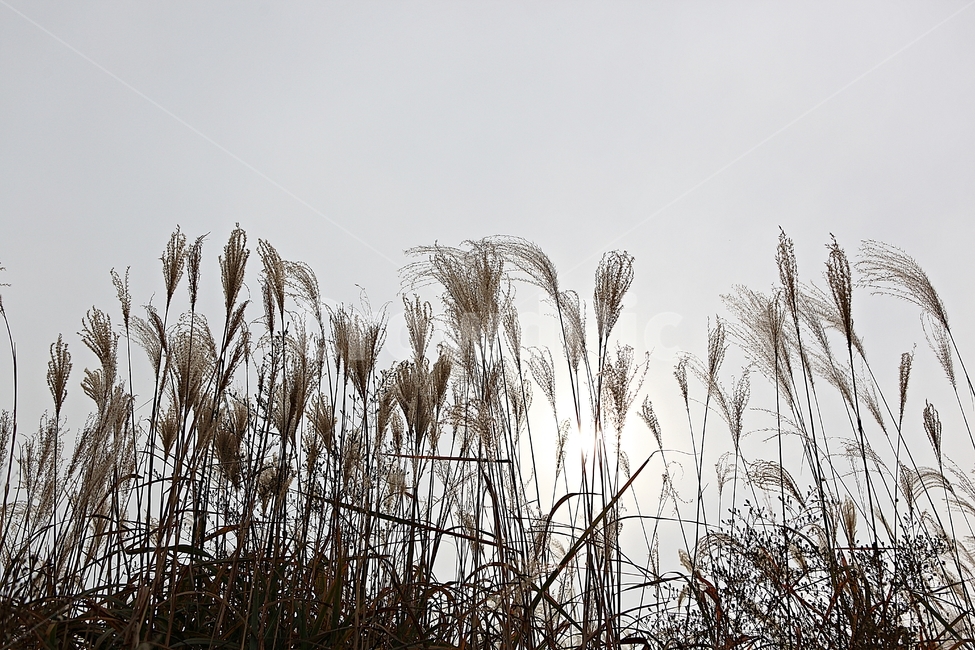 갈대,억새,잡초,식물,풍경,풀,자연,공원,하늘,흐림,가을,계절,fall,autumn,season,grass,잔디,plant,lawn,reed