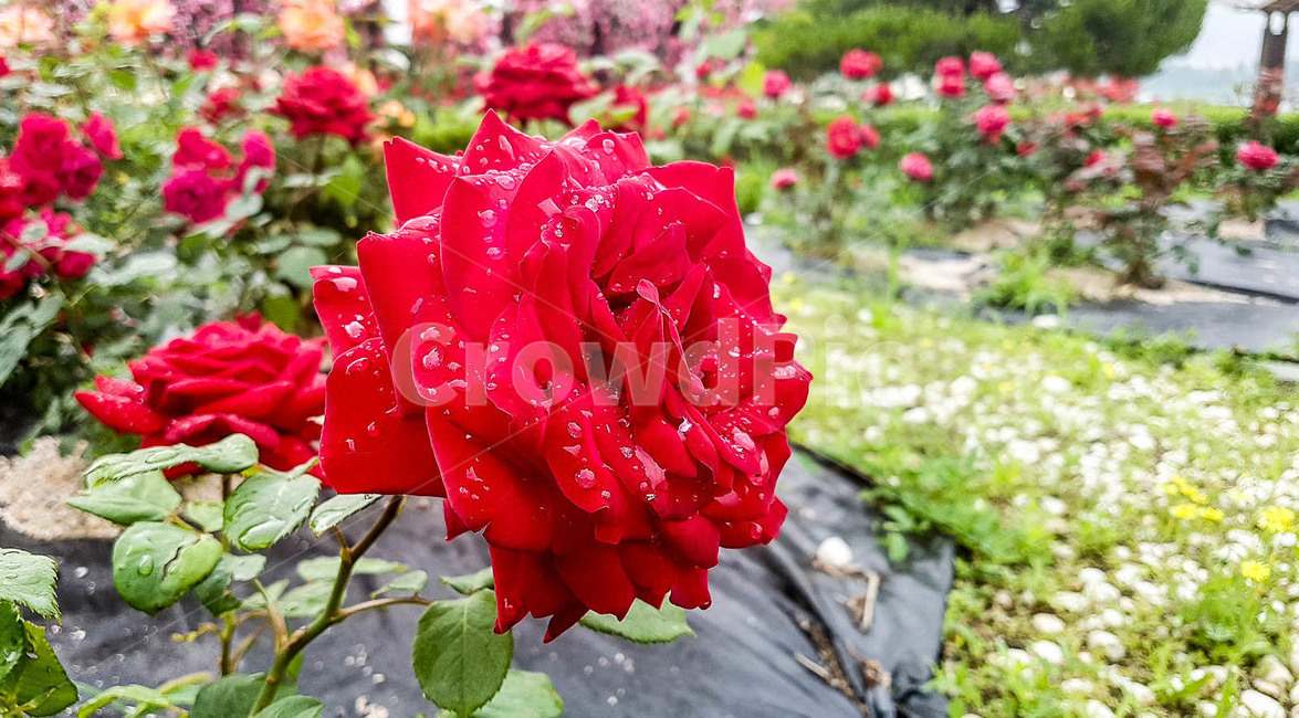 장미,오월장미,비온후장미,비개인후장미,장미원,장미꽃밭,한강장미,이슬장미,빗방울장미