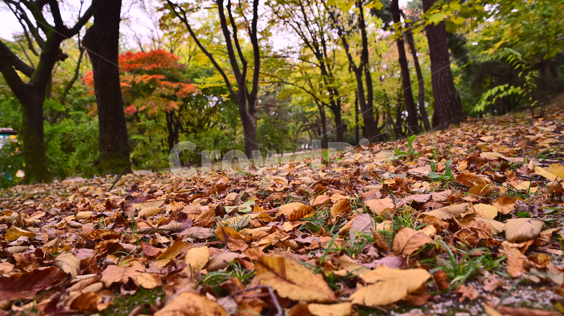 늦가을,가을배경,가을서정,가을감성,낙엽,잎새,이파리,잎사귀,가을풍경,ground,바닥,tree,나무,plant,식물,잎,leaf,땅,계절,시즌,배경,바탕,백그라운드,background,autumn,fall,가을,계절,fall,autumn,season,자연,풍경,nature,landscape