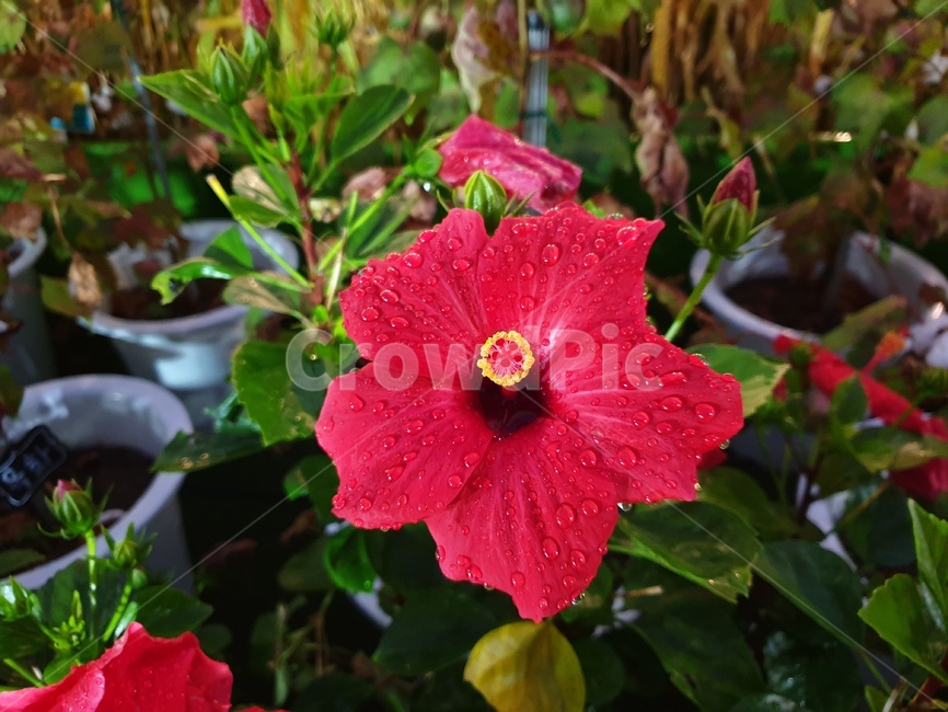 식물,plant,꽃,빨간꽃,가을꽃,식물,자연,plants,nature,꽃,flower