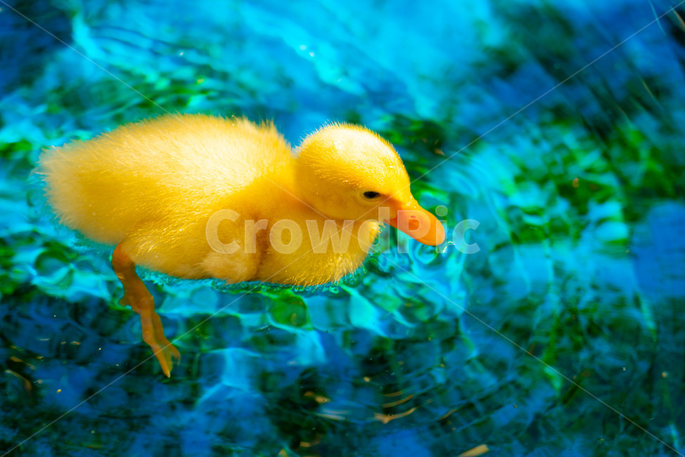 animal,동물,오리,노란색,물,헤엄,조류,새,birds