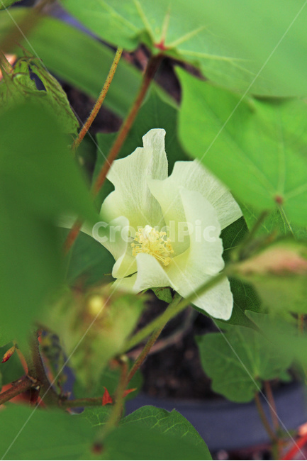 목화꽃,흰꽃,목화,꽃,식물,plant,cottonflower,식물,자연,plants,nature,꽃,flower