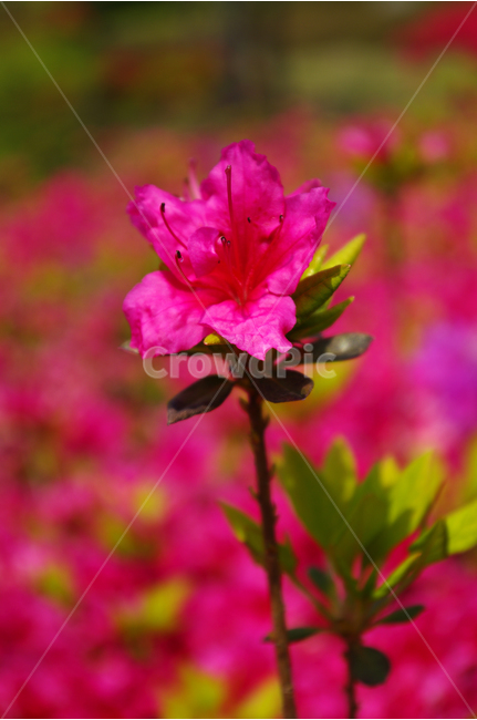 철쭉,식물,flower,plants,nature,꽃,꽃봉오리,꽃밭,color,식물,자연,plants,nature,꽃,flower