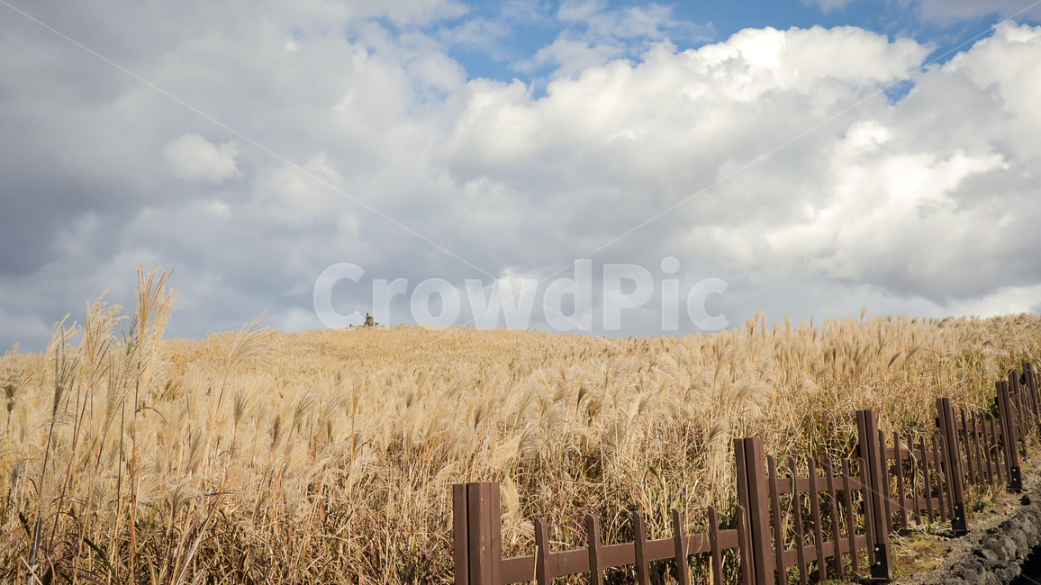 자연,힐링,갈대,억새,하늘,가을,가을,계절,fall,autumn,season,자연,풍경,nature,landscape,plant,식물,gate,문