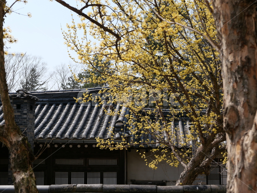 봄,식물,산수유,spring,tree
