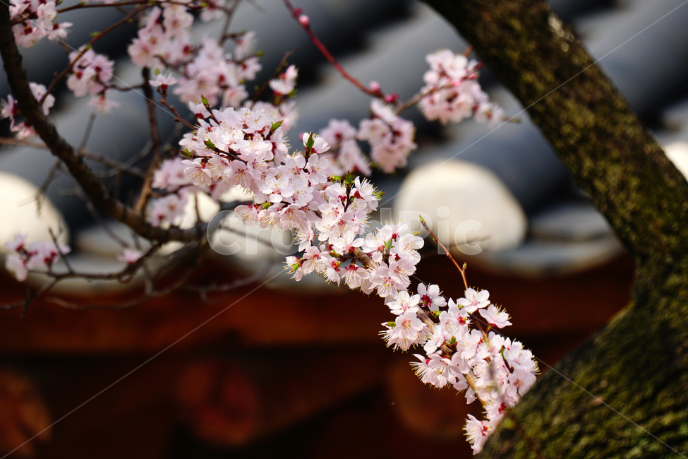 살구나무꽃,봄꽃,한국자연,꽃,꽃사진,플라워,flower,봄,spring,식물,plants,자연,nature,풍경,landscape,계절,season,snap,스냅,접사,macro,closeup,클로즈업,감성사진,감성,힐링,healing,느낌,feel,feeling,꽃밭,화단,나무,나뭇가지,tree,꽃봉오리,4월,April,살구나무,한옥,봄,계절,spring,season,식물,자연,plants,nature,꽃,flower,plant,blossom,cherry blossom,벚꽃