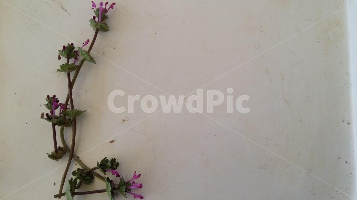 봄꽃,광대나물,봄,꽃,광대풀,봄,계절,spring,season,식물,자연,plants,nature,꽃,flower,plant