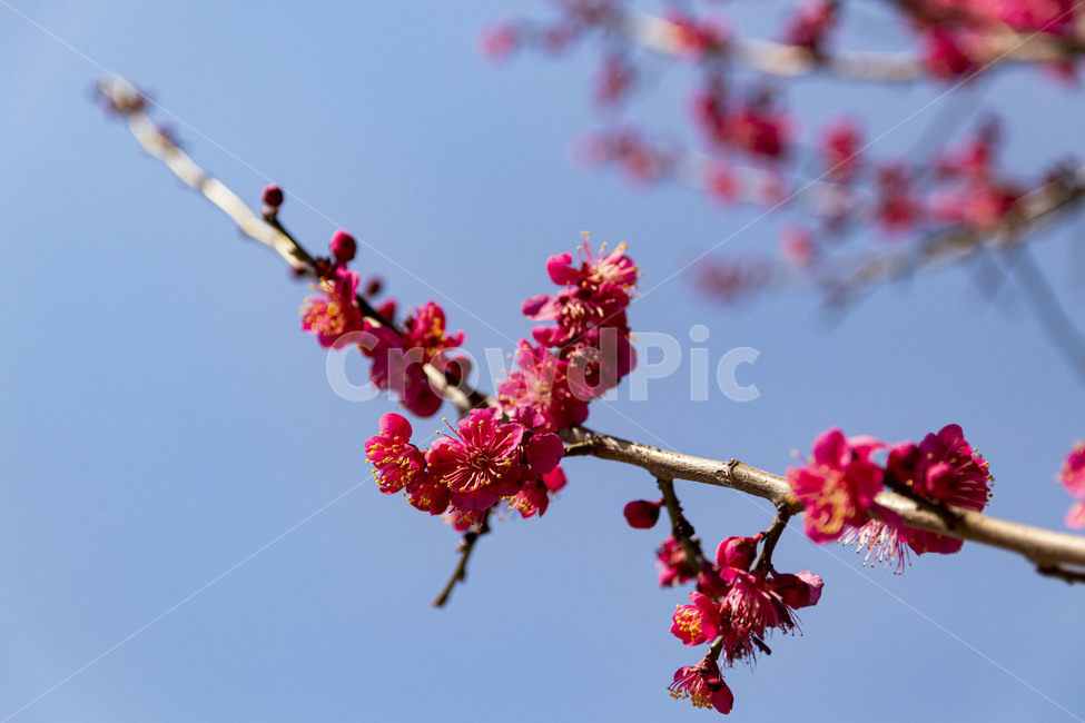 매화,매화꽃,홍매화,redplumflower,plumblossom,blossom,꽃,봄꽃,봄,계절,spring,season