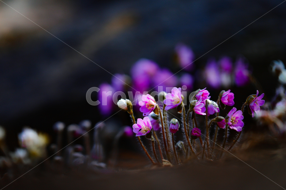 봄,꽃,들판,청노루귀,힐링,산책,공원,수목원,식물,자연,plants,nature,꽃,flower