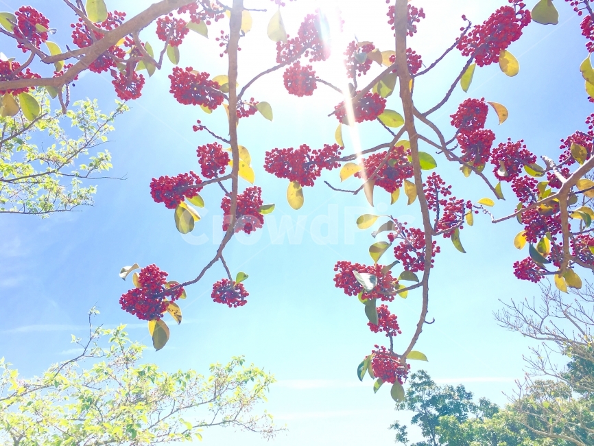 열매,나무,제주도,자연,하늘,식물,자연,plants,nature,과일,열매,fruit