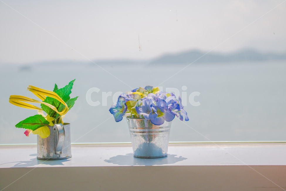 화분,바다,단아함,카페,조용함,실내용화초,화분,화초,house plant