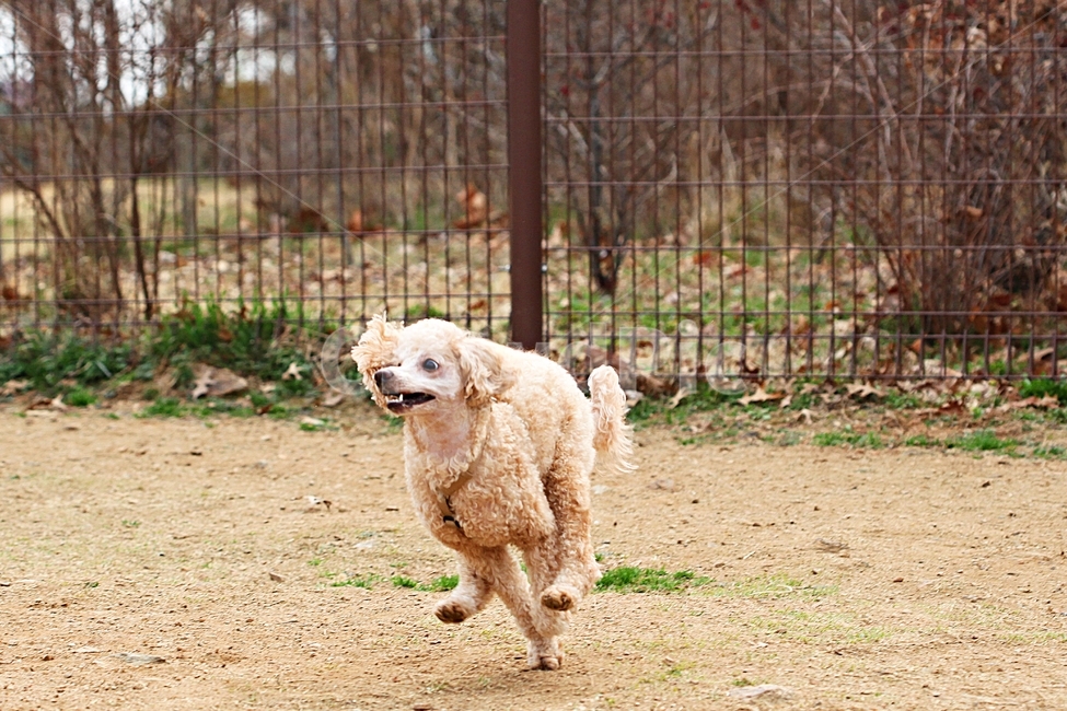 스텐다드푸들,개,애완견,운동,배경,동물,animal,포유류,mammal,개,강아지,dog,doggy