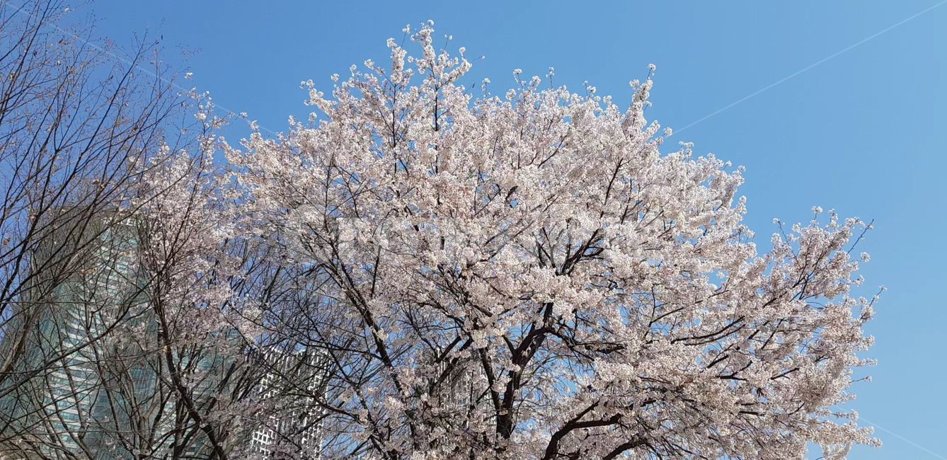 꽃,flower,daffodil,벚꽃,하늘,봄,blossom,도로,road,통로,path,tree,나무,plant,식물,vegetation,초목,nature,자연,woodland,outdoors,옥외,land,forest,숲,treetrunk,나무줄기
