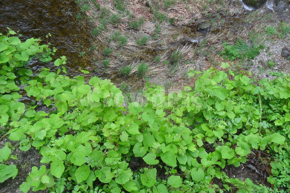 식물,엉겅퀴,물,계곡,plants,water,식물,자연,plants,nature