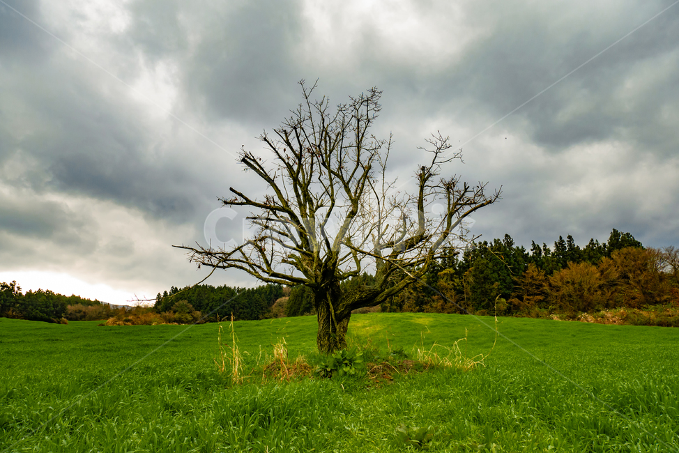 초원,먹구름,자연,풍경,나무,배경,한국자연풍경,nature,mountain,tree,sky,구름,outdoors,옥외,grassland,목초지,field,들,나홀로나무