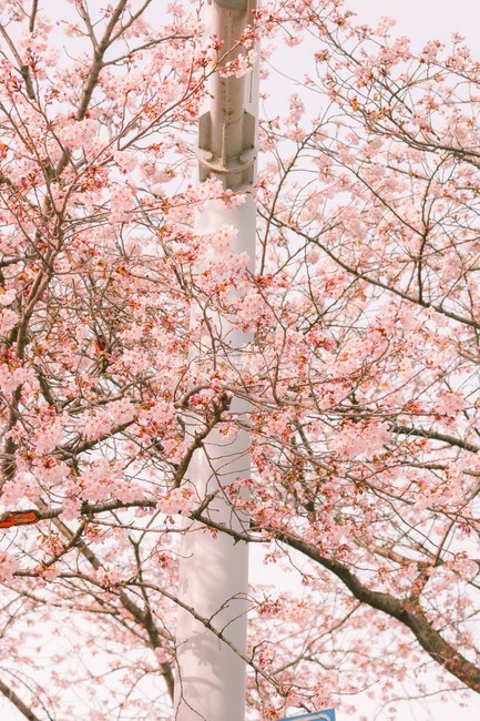 봄,벚꽃,감성,낭만,따뜻함,봄날,여의도,따스함,포근함,4월,식물,자연,plants,nature,꽃,flower,나무,trees,wood