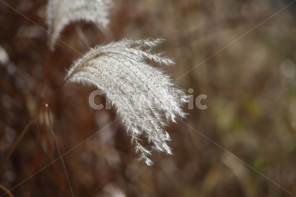 억새,꽃,식물,가을,flamegrass,가을,계절,fall,autumn,season,식물,자연,plants,nature,grass,잔디,plant,lawn,reed,갈대