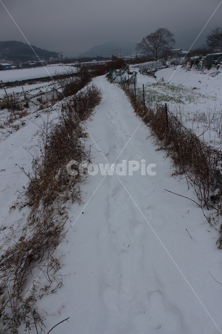 겨울,겨울풍경,눈,분위기,snow,겨울아침,시골풍경,한겨울,snowing,풍경,자연,landscape,계절,색감