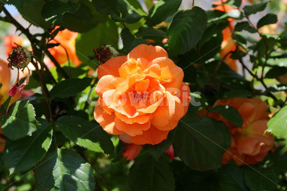 감성사진,자연,하늘,꽃,장미,색감,보정,flower,sky,summer,nature,식물,자연,plants,nature,꽃,flower