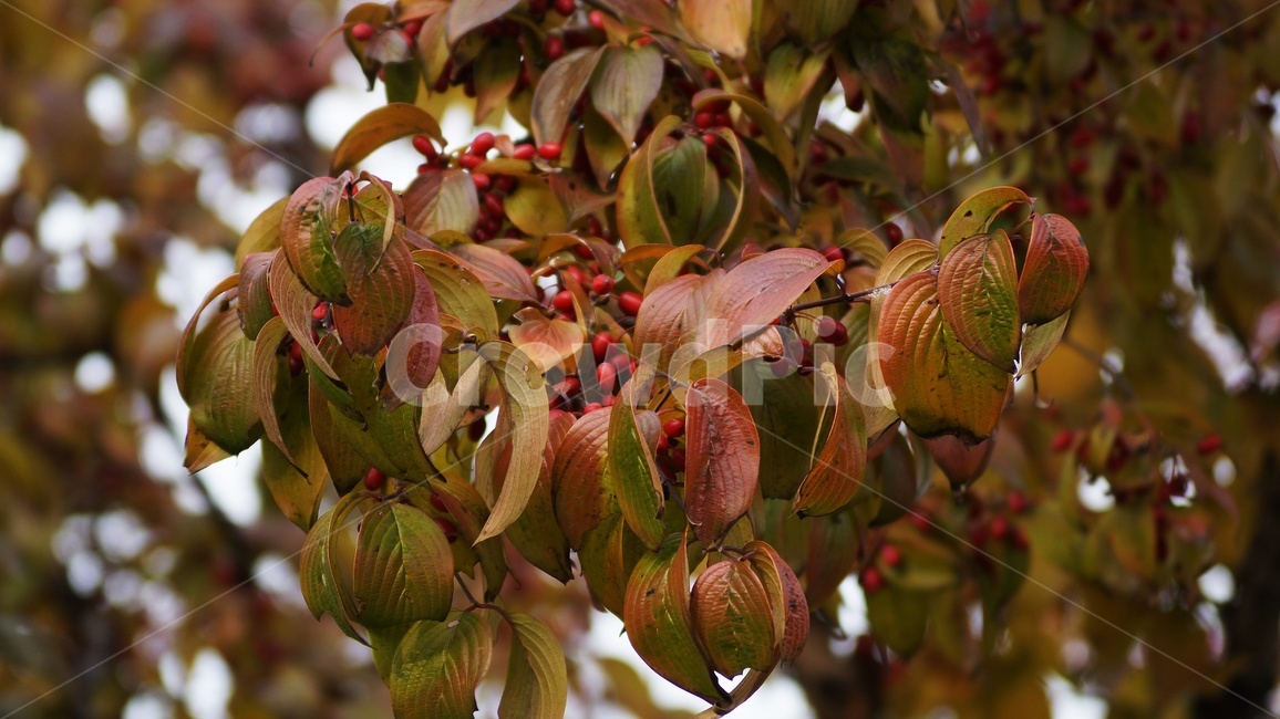 가을,먼나누,나무,식물,열매,식물,자연,plants,nature,과일,열매,fruit