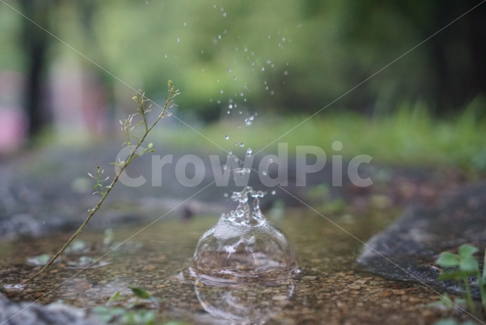 puddle,waterdrop,dome,small tree,raindome,rain,green,sprout,wallpaper,pool,water crown,raindrop,greeny,bud,water drop,refreshing,Wallpapers