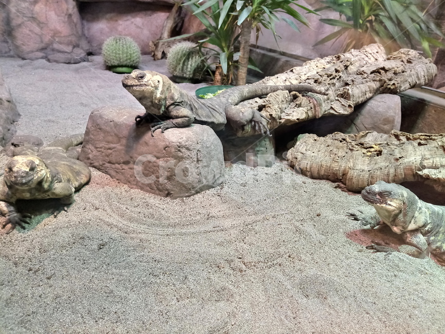 도마뱀,lizard,animal,동물,이구아나,iguana,사막,훍