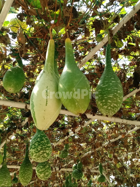 열매,박,식물,넝쿨식물,일년생초본식물,표주박,과일,열매,fruit
