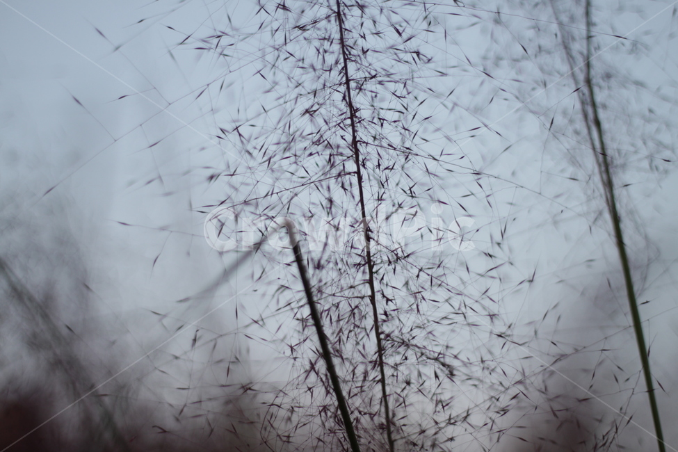핑크뮬리,줄기,식물,공원,가을,식물,자연,plants,nature