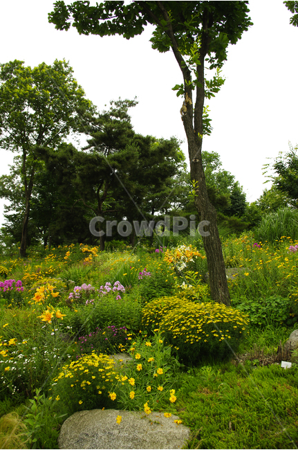 꽃,식물,flower,color,nature,자연,꽃밭,나무,자연,풍경,nature,landscape,식물,plants,나무,trees,wood,field,들,grassland,목초지,outdoors,옥외,farm,농장,rural,농촌,meadow