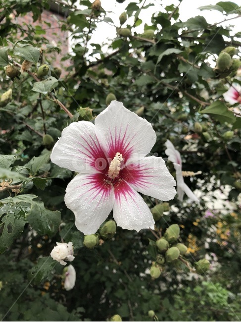 꽃,식물,자연,노랑,초록,flower,hana,plants,shokubutsu,nature,yellow,kiiro,green,midori,무궁화,mugunghwa,흰색,빨강,white,shiro,red,aka,비,물,rain,ame,water,mizu,분홍,pink,pinku,식물,자연,plants,nature,꽃,flower