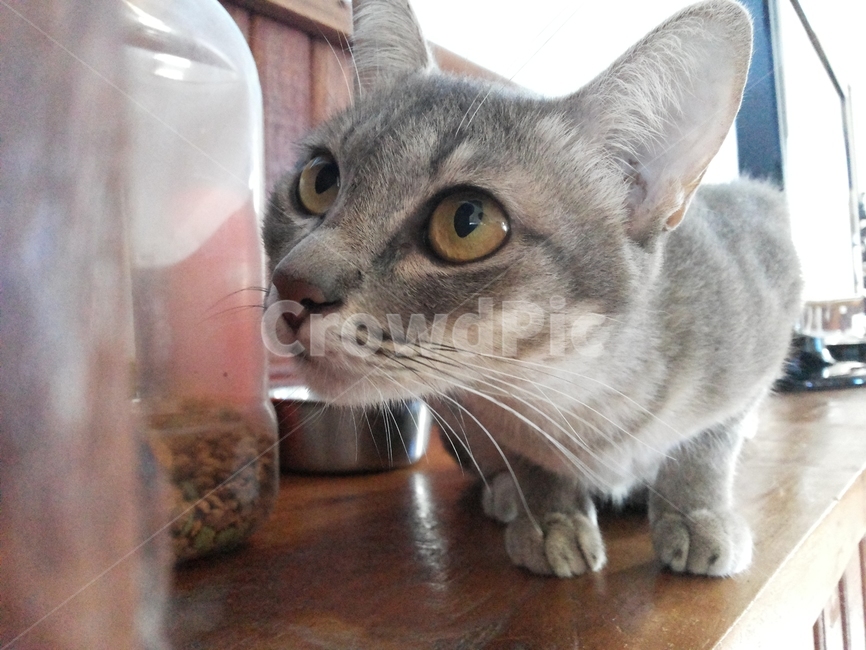 고양이,동물,아기고양이,cat,kitten