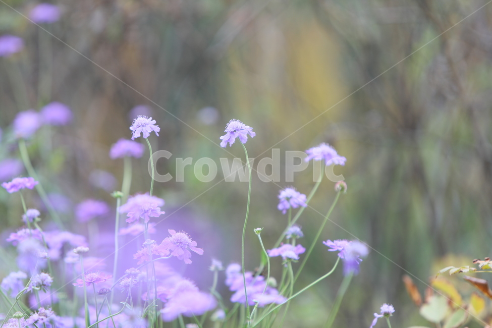 가을꽃,보라색,정원,꽃무리,야생화,식물,자연,plants,nature,꽃,flower