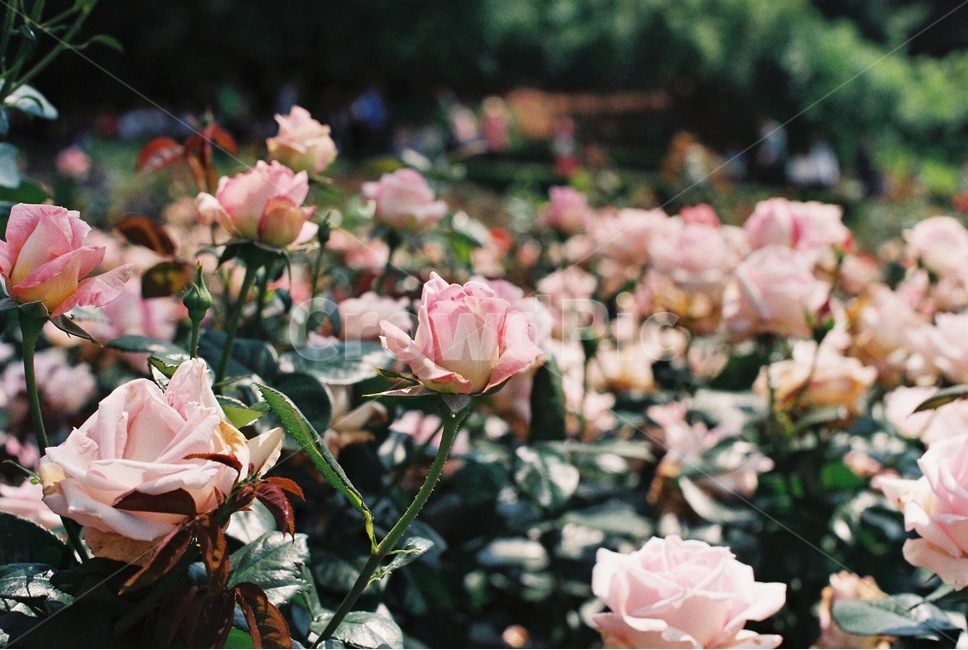 장미,꽃,장미꽃,드라이플라워,rose,flower,봄,계절,spring,season,식물,자연,plants,nature,꽃,flower,감성,sensible,feeling,휴식,힐링,rest,relaxation,healing,plant,blossom