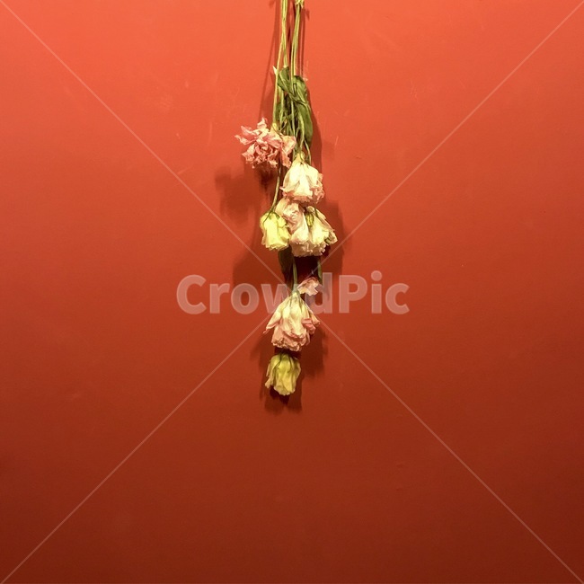 장미,말린장미,드라이플라워,레드,꽃,빨강,말린꽃,건조꽃,플라워인테리어,벽,꽃,flower