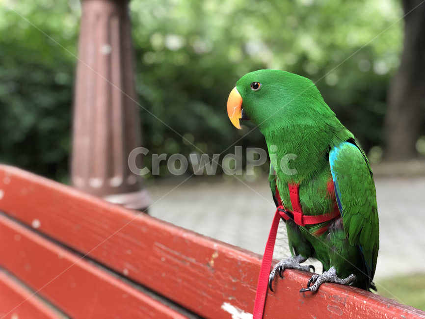bird,새,animal,동물,초록새,뉴기니아,앵무새,뉴기니아앵무새,동물,animal,조류,새,birds