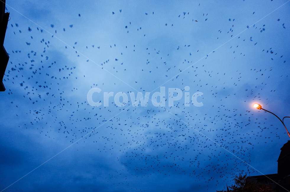 코소보,kosovo,프리슈티나,도심,세때,자연,풍경,nature,landscape,animal,동물,flock,대군