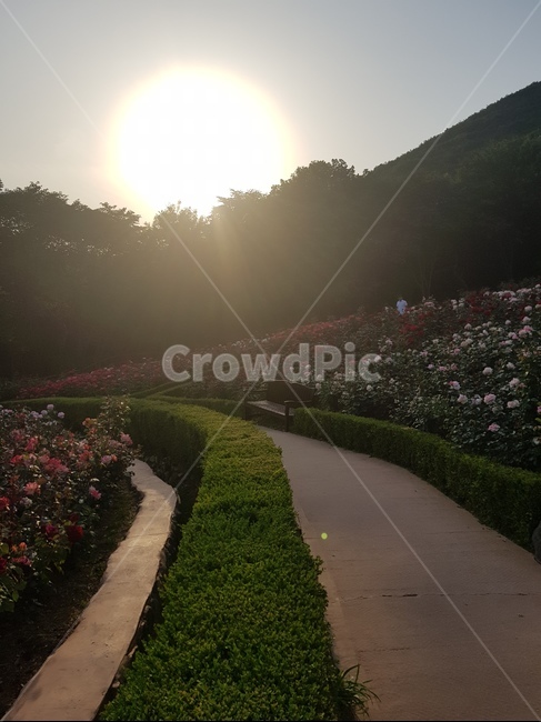 장미,해,빛,공원,sunlight,자연,풍경,nature,landscape,light,flare,플레어,햇빛,outdoors,옥외