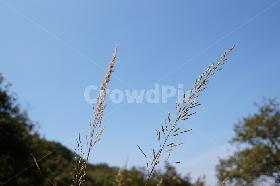자연,갈대,하늘,풀,초록,식물,자연,plants,nature