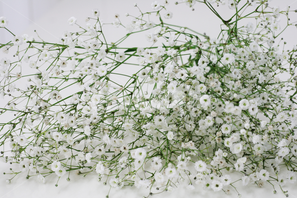 안개꽃,하얀꽃,flower,식물,안개꽃다발